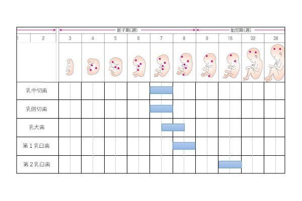 インターパーク（宇都宮・雀宮）の歯医者、こうだい歯科のママと子どもの予防歯科