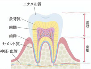宇都宮（雀宮）の歯医者、こうだい歯科で、乳歯の神経治療は必要？永久歯への影響や治療の判断基準を解説