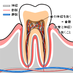 宇都宮の歯医者、こうだい歯科