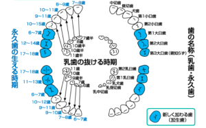 宇都宮市(雀宮、上三川町)の歯医者、こうだい歯科