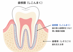 宇都宮（雀宮）の歯医者、こうだい歯科で、噛むと痛い歯の原因は？歯根膜炎と歯髄炎の見分け方を解説